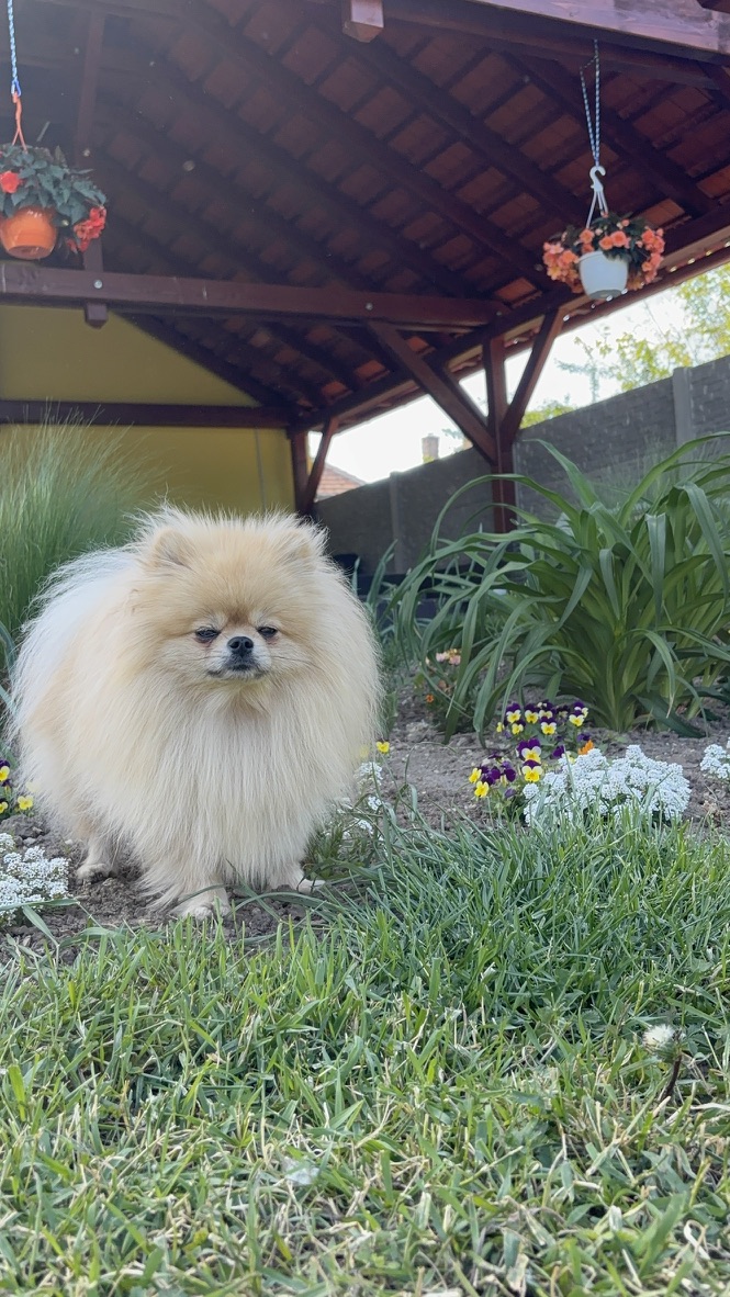 Golden Light, female Pomeranian