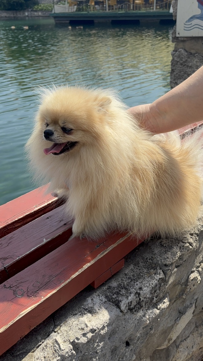 Golden Light, female Pomeranian