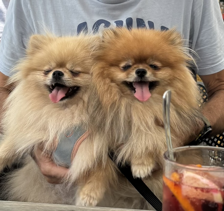 Golden Light and Golden Star, female Pomeranians