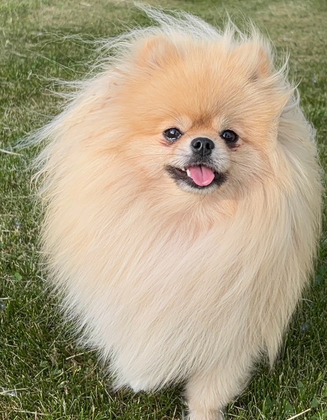 Golden Light, female Pomeranian