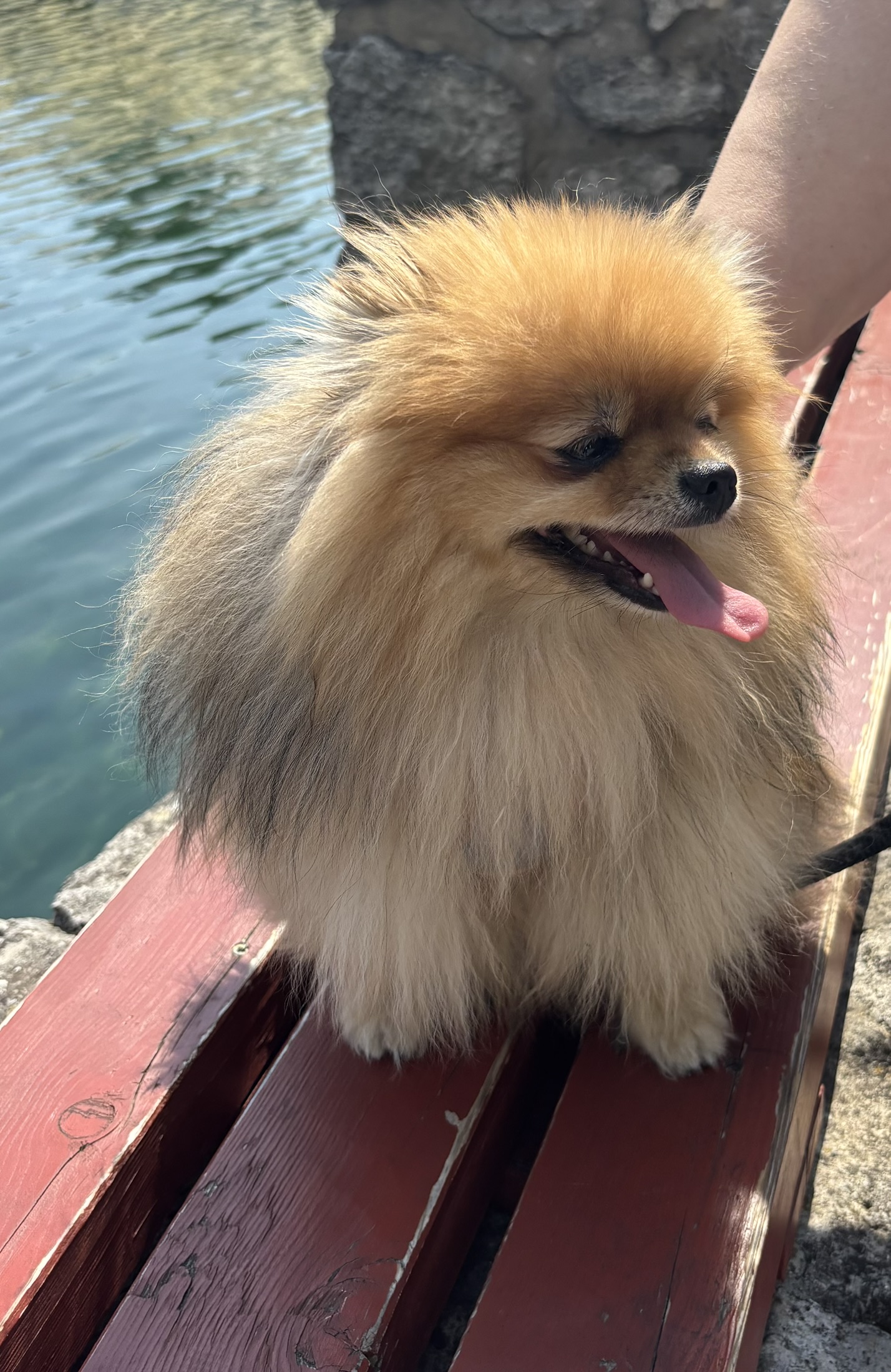 Golden Star, female Pomeranian