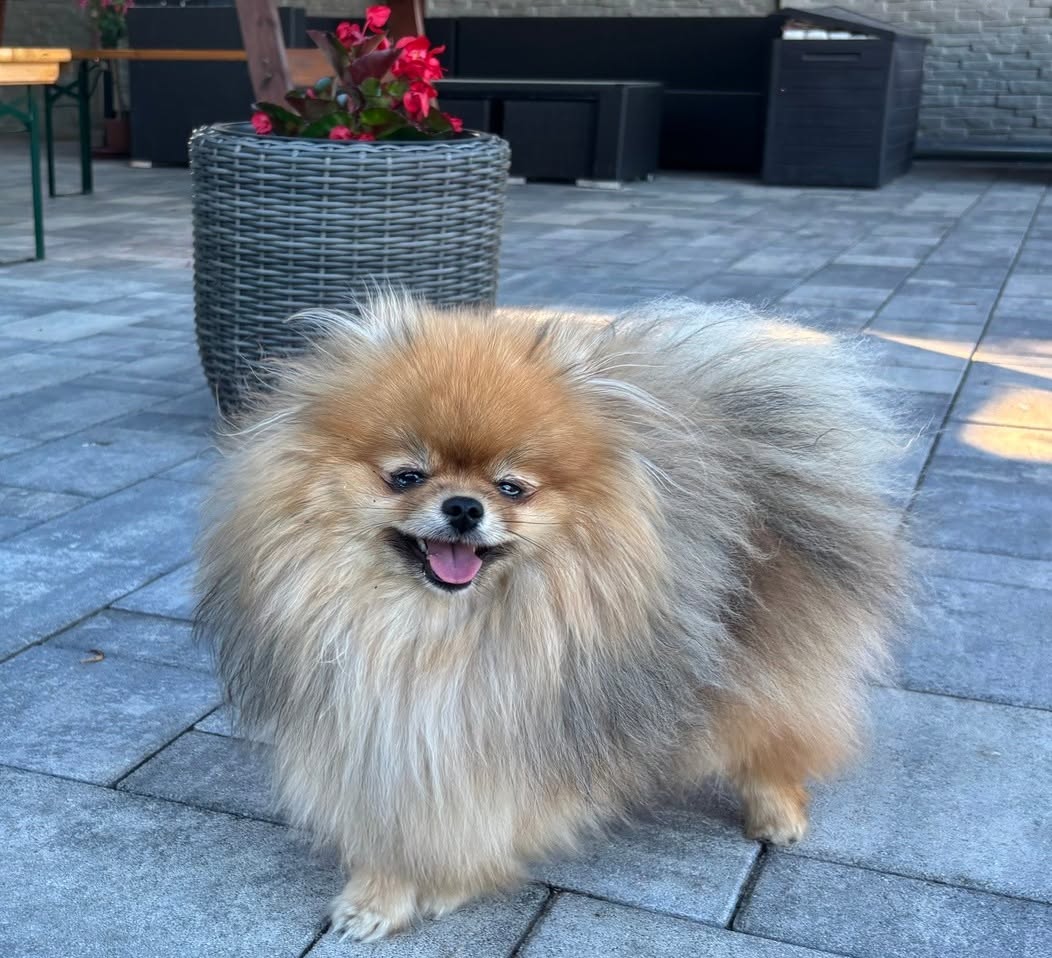 Golden Star, female Pomeranian