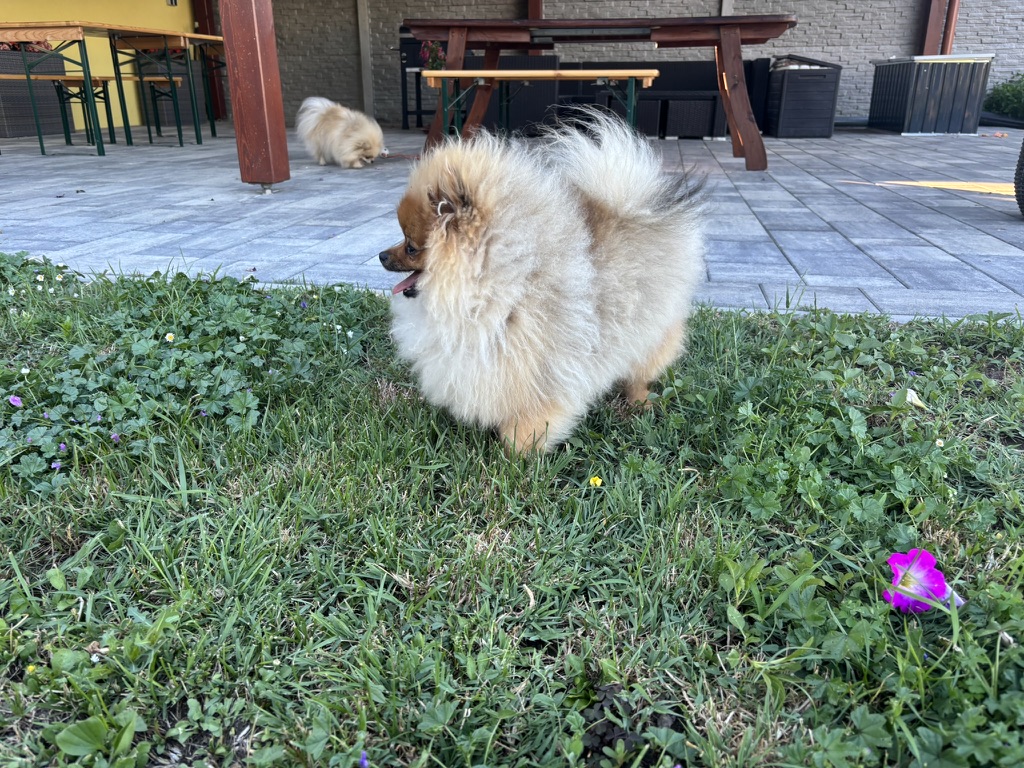 Simba, male Pomeranian