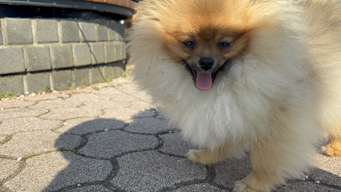 Simba, male Pomeranian