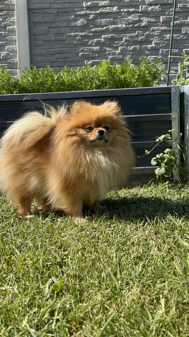 Sofy, female Pomeranian