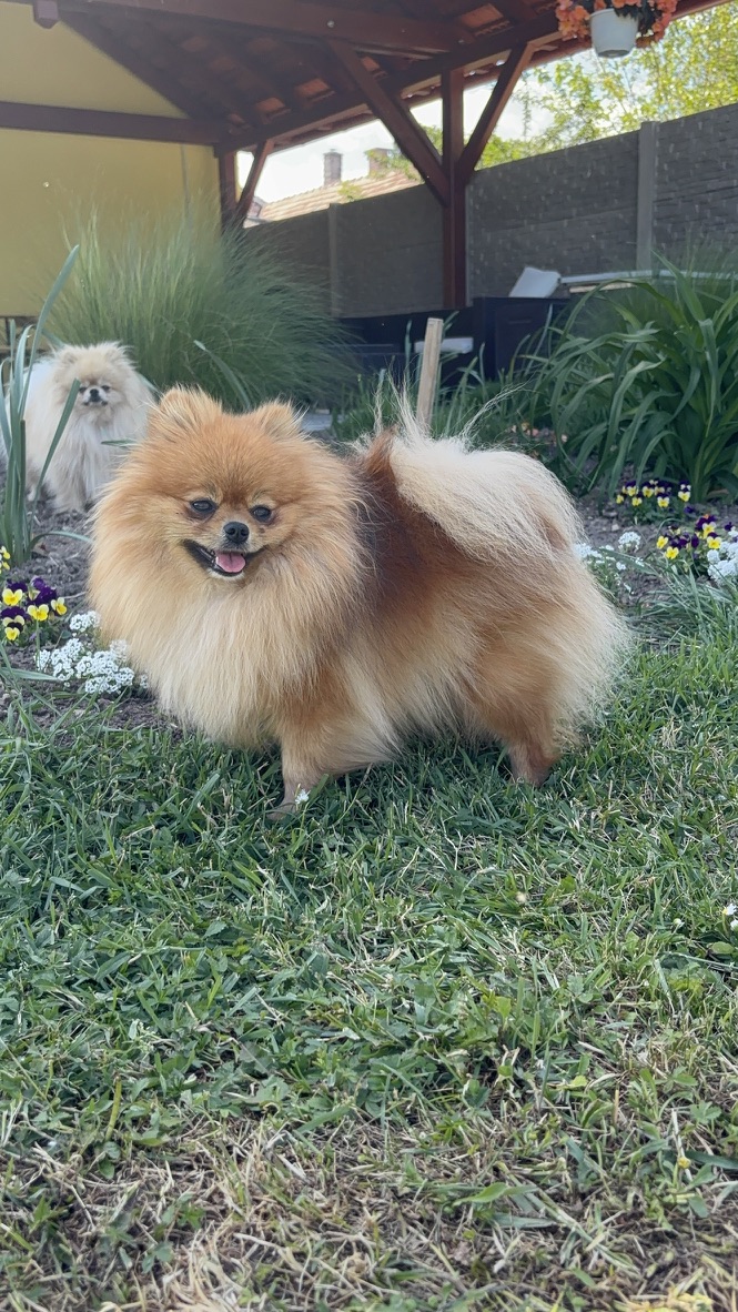 Sofy, female Pomeranian