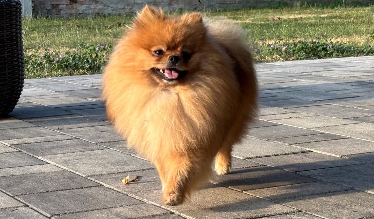 Sofy, female Pomeranian
