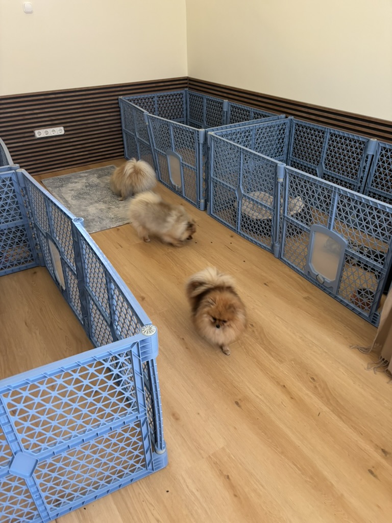 The kennel and living area of the dogs